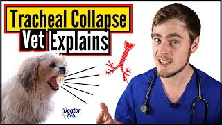 Tracheal Collapse In Dogs  How To Know If Your Dog Has A Collapsed Trachea  Dogtor Pete [upl. by Enyrehtak]