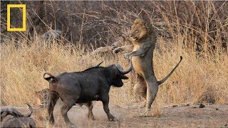 National Geographic  Lion vs Buffalo  Nat Geo Documentary [upl. by Franek]