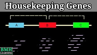 Housekeeping Genes [upl. by Mor]