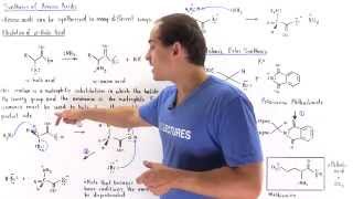 Synthesis of Amino Acids [upl. by Akirdnas]