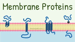 Membrane Proteins  DONT MISS the FUNCTIONS at 418 [upl. by Burnaby741]