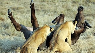 Epic Ambush  Lions Attack Buffalo  Duba Plains [upl. by Alvera668]