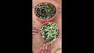 How to Propagate Senecio Rowleyanus quotString of Pearlsquot [upl. by Arraeit]