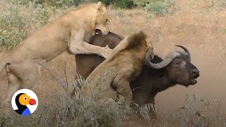 Lions Attack BuffaloUntil His Friends Show Up  The Dodo [upl. by Elatia]