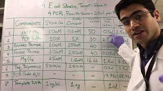 How To PCR Calculations [upl. by Lockwood]