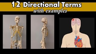 Directional terms [upl. by Dennett]