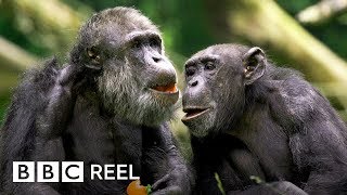 Chimpanzees are ‘just like us’  BBC REEL [upl. by Foskett]