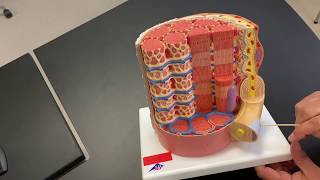 Anatomy of a Muscle Fiber [upl. by Margot]