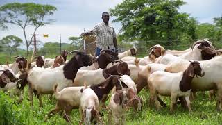 Committed to Zambias smallholder farmers [upl. by Itsuj]