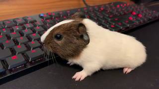 Very Excited Baby Guinea Pig Wheeking Loudly [upl. by Ellatsyrc]