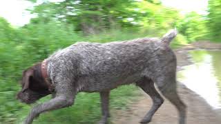 Drahthaar German Wirehaired Pointer [upl. by Rep]