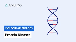 Protein Kinases Cell Signaling and Phosphorylation [upl. by Ahsekahs]