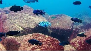 Maingano Island Lake Malawi  African Cichlids  HD Underwater Footage [upl. by Ailes120]