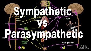 Autonomic Nervous System Sympathetic vs Parasympathetic Animation [upl. by Calendra]