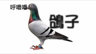 鳥鳥模仿秀二部曲鴿子呼嚕嚕之其實賴皮不只會帝雉他還會鴿子 [upl. by Frick]