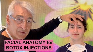 Facial ANATOMY for BOTOX Injections [upl. by Malcom]