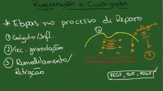 Regeneração e Cicatrização  Resumo  Patologia Geral [upl. by Dubenko829]