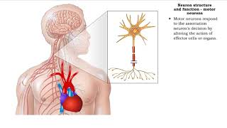 Neuron structure and function  sensory neurons association neurons amp motor neurons [upl. by Jarad294]