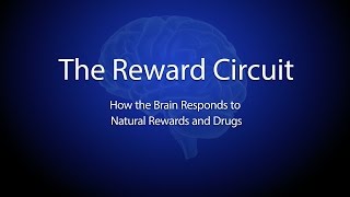 The Reward Circuit How the Brain Responds to Natural Rewards and Drugs [upl. by Ran]