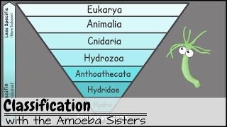 Classification [upl. by Najib]