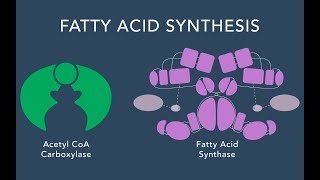 Fatty Acid Synthesis [upl. by Ennoval]