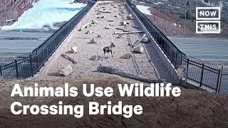 Animals Use Special Bridge to Cross Busy Highway  NowThis [upl. by Ayikal]