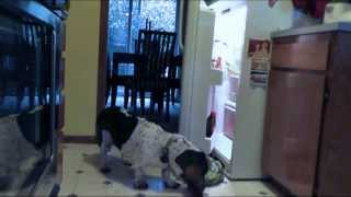 Hungry Basset Hound Raids Fridge [upl. by Andi360]