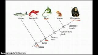 Cladograms  Betterlesson [upl. by Agatha]