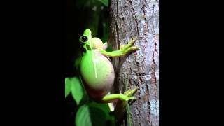 Calling male Green Treefrog Hyla cinerea [upl. by Lunseth825]