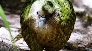 Kakapo Flightless Parrot  Benedict Cumberbatch  BBC Earth [upl. by Eniamsaj]