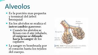 Sistema Respiratorio 5 Diafragma Alveolos [upl. by Ursuline203]