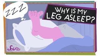 Why Is My Leg Asleep [upl. by Notxap]