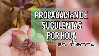 Como Propagar Suculentas por Hoja en sustratoJardín Suculento [upl. by Odlaniger465]