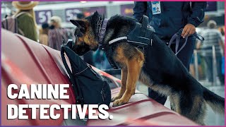 HighStakes Sniffing K9 Mounties Tackle Airplane Drug Search [upl. by Esylle]