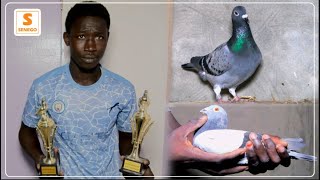 Pigeons voyageurs  A la découverte du champion de colombophilie Abdou Karim Thiam Senego Tv [upl. by Ahseinet334]