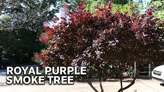 All About Royal Purple Smoke Tree [upl. by Dnob619]