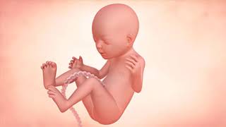 Fetal Development Week by Week Overview [upl. by Enaj]