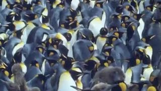 King Penguins  Attenborough Life in the Freezer  BBC Earth [upl. by Ludwig387]