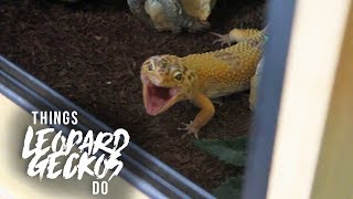 16 Things That Leopard Geckos Do [upl. by Nguyen739]