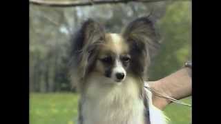 Papillon  AKC Dog Breed Series [upl. by Burgess]