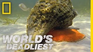 Hermit Crab vs Conch  Worlds Deadliest [upl. by Anol]