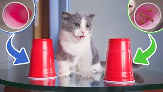 Funniest Snack Games To Prank Cats [upl. by Torrlow]