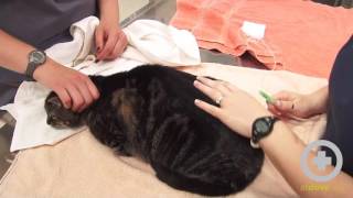 How to Give Subcutaneous Fluids to Your Pet [upl. by Eixor778]