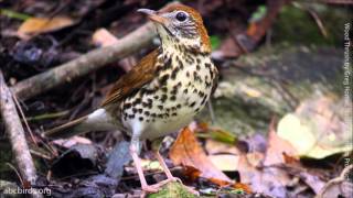 Wood Thrush Song [upl. by Lamberto]