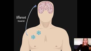 Afferent vs Efferent [upl. by Peti]