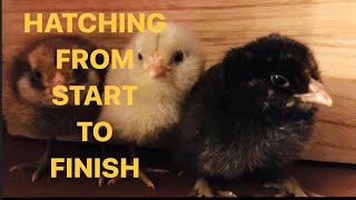 Hatching Chicken Eggs from Start to Finish Incubated Full 22 day series in one video [upl. by Anelrihs]