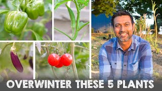 5 Vegetable Plants You Can Overwinter and Grow Next Year [upl. by Nitram659]