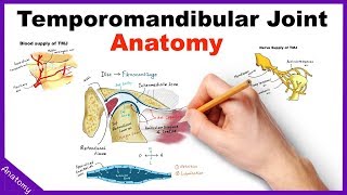 Temporomandibular Joint TMJ Anatomy  Animation [upl. by Elamaj]