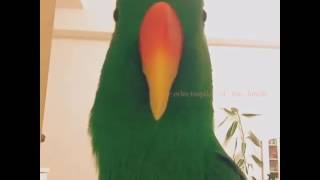 Compilation Of Talking Eclectus  Best Talking Eclectus Ever  Must Watch Talking Parrot Video [upl. by Esor805]