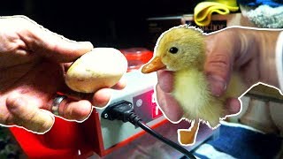 Incubating Duck Eggs from START TO FINISH  Rite Farm 3600 Incubator [upl. by Kcirdneh926]